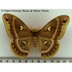 /filer/webapps/moths/media/images/M/magdalena_Epiphora_A_OUMNH_01.jpg