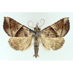 /filer/webapps/moths/media/images/P/prunescens_Radara_AM_TMSA_04.jpg