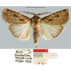 /filer/webapps/moths/media/images/R/ranavalo_Agrotis_HT_MNHN.jpg