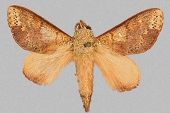 Ptyssophlebia discocellularis