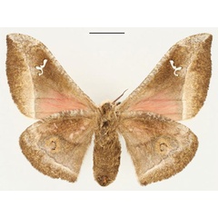 /filer/webapps/moths/media/images/M/murphyi_Ludia_HT_RBINS_02.jpg