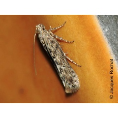 /filer/webapps/moths/media/images/O/operculella_Phthorimaea_A_Rochat.jpg