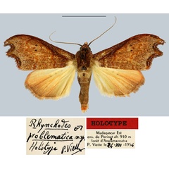 /filer/webapps/moths/media/images/P/problematica_Rhynchodes_HT_MNHN.jpg
