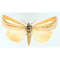 /filer/webapps/moths/media/images/A/argentifascia_Leiorhynx_AM_TMSA_02.jpg