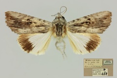 Lyncestis grandidieri