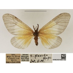 /filer/webapps/moths/media/images/F/flavida_Staphylinochrous_AM_NHMUK.jpg