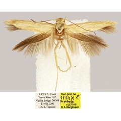/filer/webapps/moths/media/images/N/nguliae_Scythris_HT_BMNH_9JEQhji.jpg