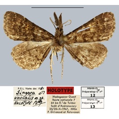 /filer/webapps/moths/media/images/V/vaovalis_Singara_HT_MNHN.jpg