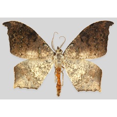/filer/webapps/moths/media/images/K/kibala_Mesothisa_HT_ZSMa.jpg