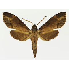 /filer/webapps/moths/media/images/O/oegrapha_Lomocyma_AM_Basquin_02.jpg