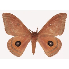 /filer/webapps/moths/media/images/N/nebularum_Cinabra_AM_Basquina.jpg