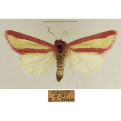 /filer/webapps/moths/media/images/G/galatheae_Timora_AF_TMSA_02.jpg