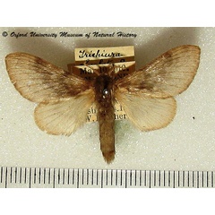 /filer/webapps/moths/media/images/O/obsoleta_Anadiasa_A_OUMNH_01.jpg