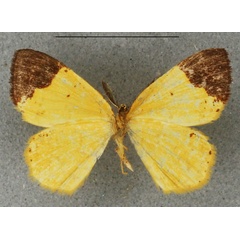 /filer/webapps/moths/media/images/A/apicirubra_Ptochophyle_HT_NHMUKb.jpg