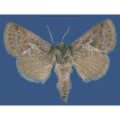 /filer/webapps/moths/media/images/N/nanyukiensis_Kayamuhakaia_PTF_NMK.jpg
