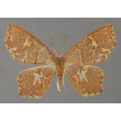 /filer/webapps/moths/media/images/H/hyalotypa_Chrysocraspeda_A_ZSM_01.jpg