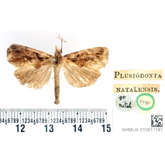 /filer/webapps/moths/media/images/N/natalensis_Plusiodonta_HT_BMNH.jpg