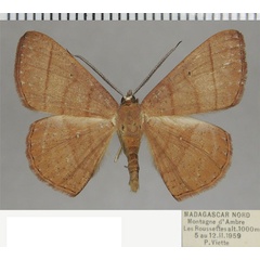 /filer/webapps/moths/media/images/T/toulgoeti_Cabera_AM_ZSM.jpg