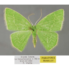 /filer/webapps/moths/media/images/C/convalescens_Comostolopsis_PT_ZSM_01.jpg