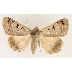 /filer/webapps/moths/media/images/M/melaconisia_Ophiusa_AF_TMSA_02.jpg