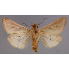 /filer/webapps/moths/media/images/S/subrosacea_Conservula_A_RMCA_02.jpg