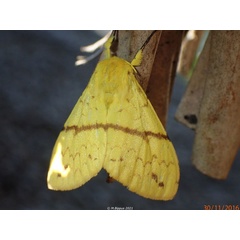 /filer/webapps/moths/media/images/C/canariensis_Lymantica_AF_Bippusb.jpg