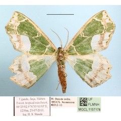 /filer/webapps/moths/media/images/D/devoluta_Archichlora_A_MGCL_01.jpg