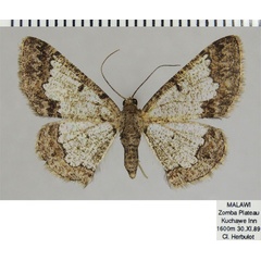 /filer/webapps/moths/media/images/D/dorsiplaga_Zamarada_AF_ZSM.jpg