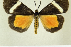 Parachelonia murphyi