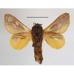/filer/webapps/moths/media/images/C/cineracea_Latoia_A_MGCLb_01.JPG