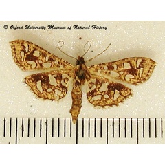 /filer/webapps/moths/media/images/G/geometralis_Nausinoe_A_OUMNH.jpg