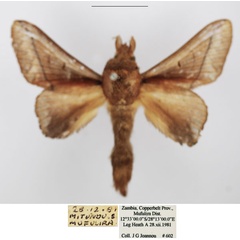 /filer/webapps/moths/media/images/S/sjostedti_Stoermeriana_AM_TMSA_02.jpg