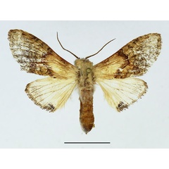 /filer/webapps/moths/media/images/P/persimilis_Stemmatophalera_AF_Basquin_01.jpg