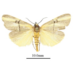 /filer/webapps/moths/media/images/A/aurantifascia_Conotalis_AM_ANHRTa.JPG