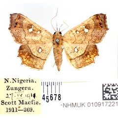/filer/webapps/moths/media/images/V/vicaria_Egnasia_AF_BMNH.jpg