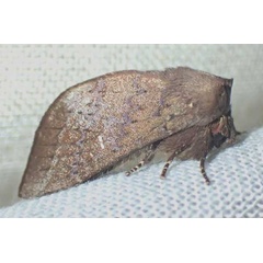 /filer/webapps/moths/media/images/I/insularis_Romaleostaura_AM_Bippus.jpg