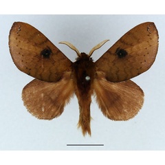 /filer/webapps/moths/media/images/P/punctillata_Europtera_AM_Basquin_03.jpg