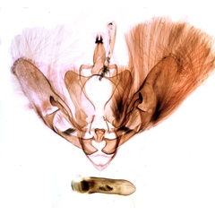 /filer/webapps/moths/media/images/S/septentrionalis_Eutamsia_GMHT_MNHN_BL1322.jpg