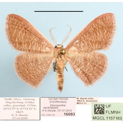 /filer/webapps/moths/media/images/P/perstrigulata_Epicosymbia_A_MGCL.jpg