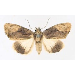 /filer/webapps/moths/media/images/S/striata_Metoponrhis_AF_TMSA_02.jpg