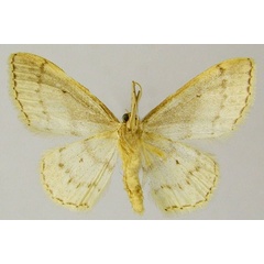 /filer/webapps/moths/media/images/A/algeriaca_Idaea_AM_ZSMb.jpg