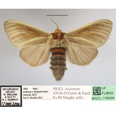 /filer/webapps/moths/media/images/O/olivaceomicans_Antheua_A_MGCLa_01.JPG