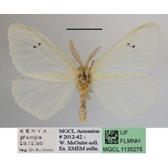 /filer/webapps/moths/media/images/T/tavetensis_Olapa_AM_MGCLa_02.JPG