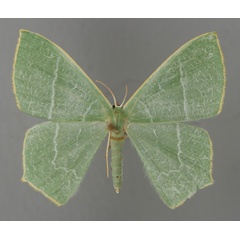 /filer/webapps/moths/media/images/S/scrutata_Thalassodes_AT_ZSM_01.jpg