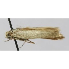 /filer/webapps/moths/media/images/K/krooni_Scythris_AM_TMSA.jpg