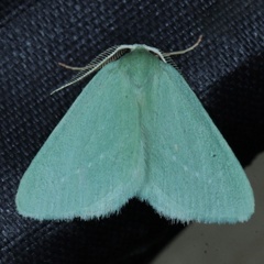 /filer/webapps/moths/media/images/E/elpis_Allochlorodes_A_Heyns_1.jpg