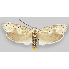 /filer/webapps/moths/media/images/K/kagamegensis_Ethmia_HT_ZMHB.jpg