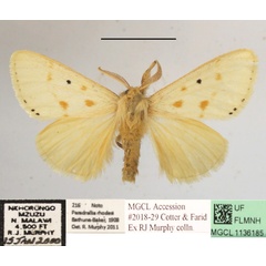 /filer/webapps/moths/media/images/R/rhodesi_Paradrallia_AM_MGCLa_01.JPG