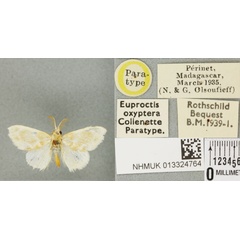 /filer/webapps/moths/media/images/O/oxyptera_Euproctis_PTM_BMNH_02a.jpg