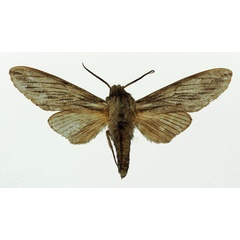 /filer/webapps/moths/media/images/C/corticea_Litosphingia_AM_Basquin.jpg